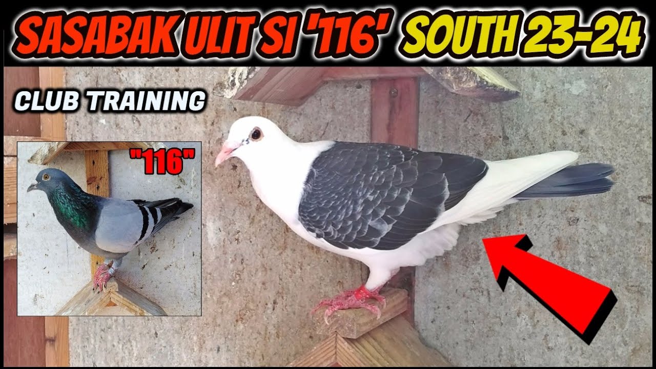 ILALABAN ULIT SI '116' SA SOUTH RACE? SOUTH 23-24 ARRIVAL