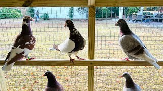 Byrum Loft Is Back Making Racing Pigeon Videos In 2026