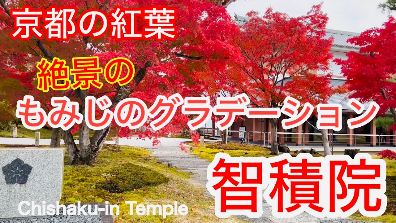 2024年12月5日 京都の紅葉🍁穴場 もみじのグラデーションが綺麗な智積