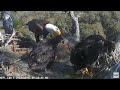 NEFL Eagle Nest, Bieliki Floryda  - karmienie NE26 i ogonek dla NE27 2022 03 07