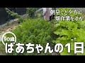 【日常】90歳のばあちゃんの1日 朝早くにきゅうりの種を蒔いたりじゃがいもの煮物や黒豆の煮物を作りました【田舎暮らし】【vlog】