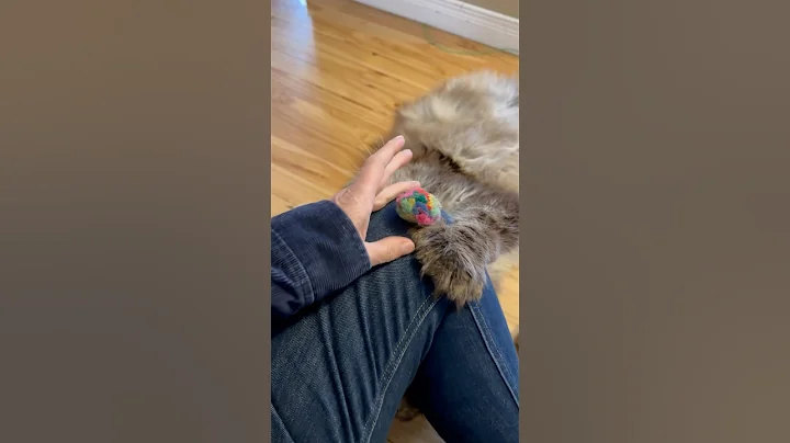 Video 6450661: fluffy polydactyl mainecoon cat, big fluffy mainecoon cat, cute fluffy mainecoon cat