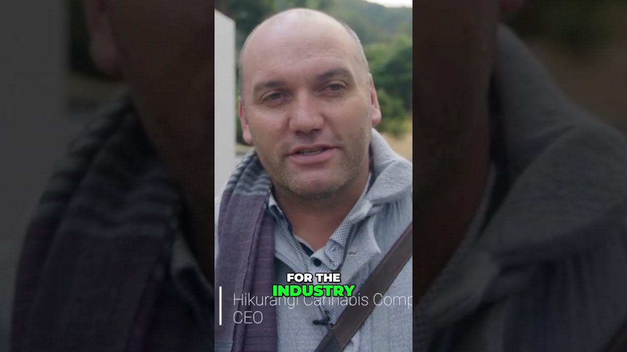 Shaping New Zealand's Medicinal Cannabis Regulations  Our Journey