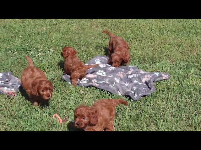 Dawson video thumbnail