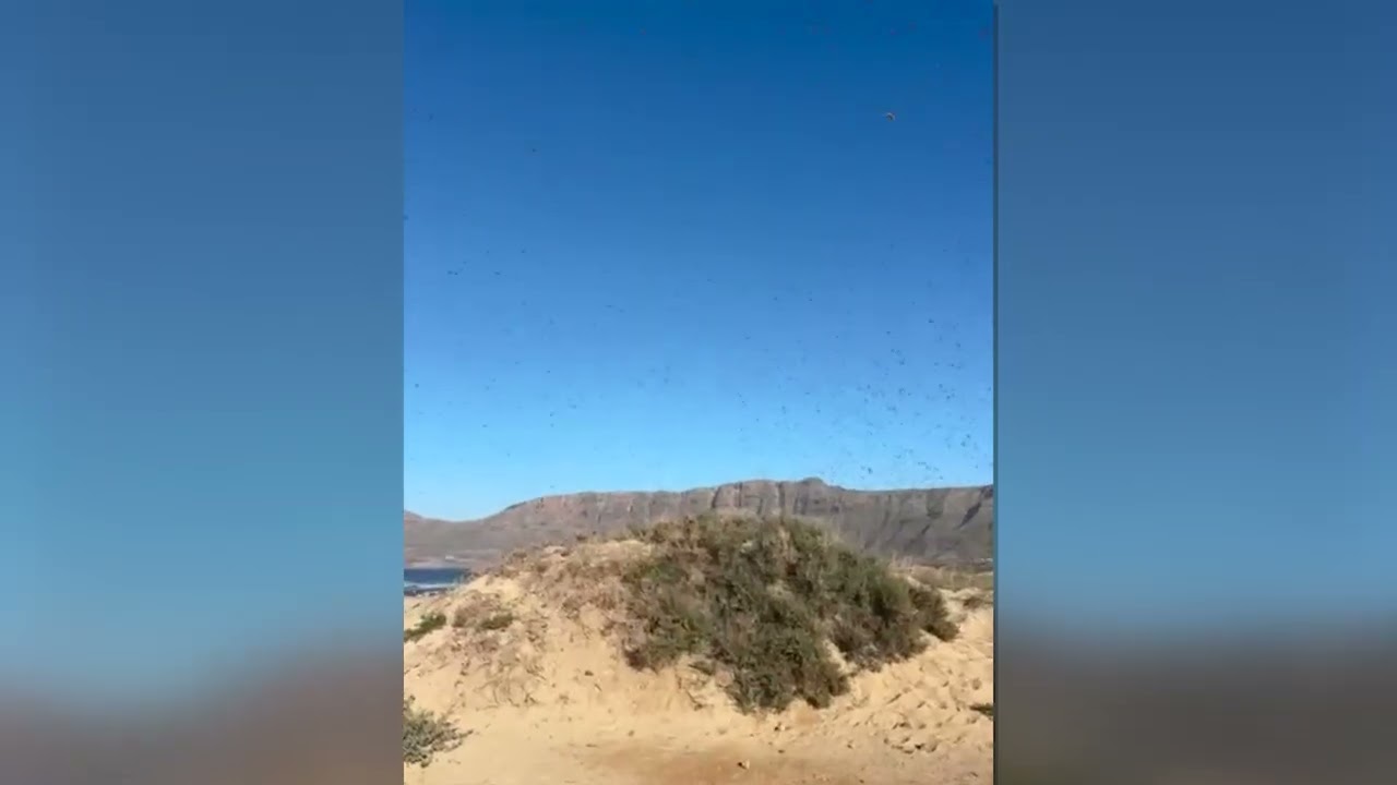 Langostas en Lanzarote