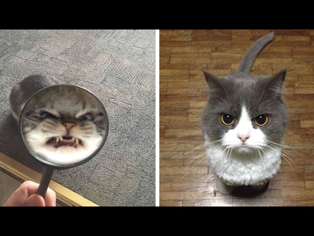 ANGRY CAT VS LA PETITE VOLEUSE