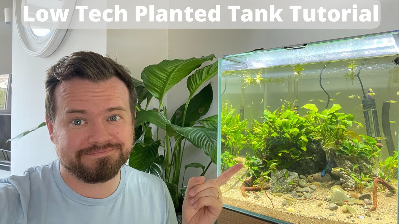 Beautiful view of Low Tech Planted Tank Substrate And Plant Nutrients