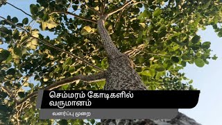 Cultivation of Redsandal wood tree.#tree #agriculture 