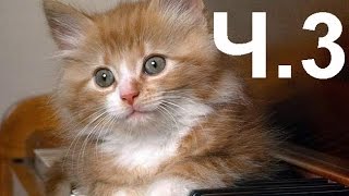 Забавные коты. Нарезка 2014 г. часть 3. Забавные коты. Нарезка 2014 г. часть 3.