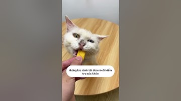 Từ mèo xin ăn thành nàng công chúa #shopthucung #fyp #pet #cat #dog #cute