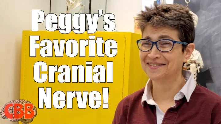 Dr  Peggy Mason's favorite cranial nerve