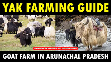 Yak Farming | ICAR-NRC on YAK, DIRANG(Arunachal Pradesh)
