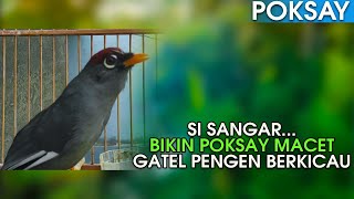 POKSAY MANDARIN GACOR DI DAPUR, SUARA TERIAKANNYA MENGERIKAN!!!