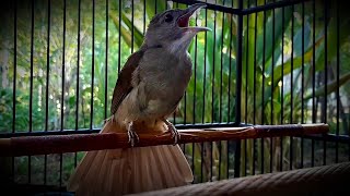 Pancingan Burung Kapas Tembak Gacor full Buka Ekor Over Emosi Mencari Lawan