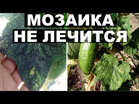 Видео: Информация за вируса на мозайка от краставици