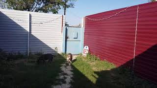 Анонс нового помета щенков стаффорда и новости по корму Анонс нового помета щенков стаффорда и новости по корму