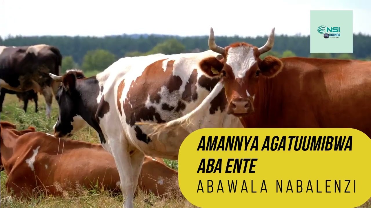 ENTE - AMANNYA AGATUUMIBWA ABEDDIRA ENTE MU MASIGA GONNA