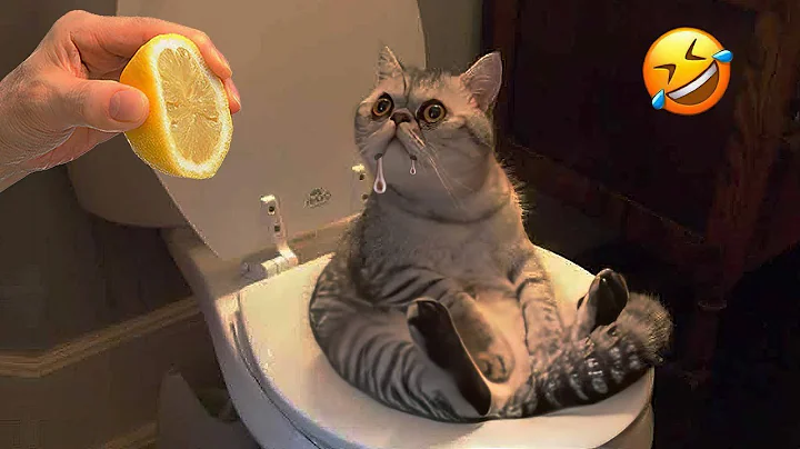 Video 6454441: laugh funnycats cat, cat funnycat dog, laugh cats dogs funny, laugh best funny cats, compilation best funny