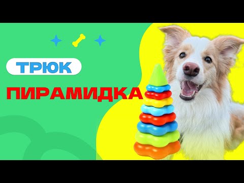 Учим собаку собирать пирамидку