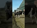 Happy Cow.
