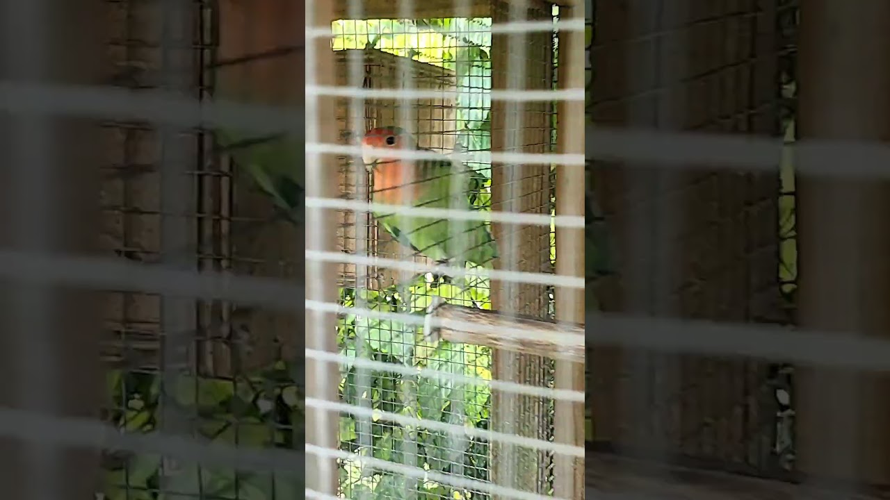 Fly fly birds #giveaway