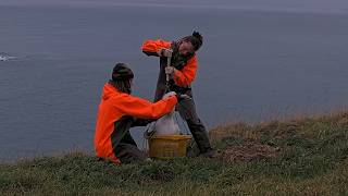 Rangers Weigh Āwheo The Albatross Chick On Royal Cam In New Zealand | July 7, 2026