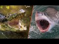 Sharks Vs Crocodile Face-Off (Animal Wildlife) | Real Wild