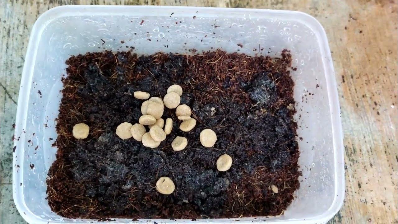 Betta fish live food *GRINDAL WORMS* TN_Betta_Empire YouTube