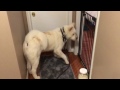 Akita Meets Puppy for First Time 10_27_16 kumason com