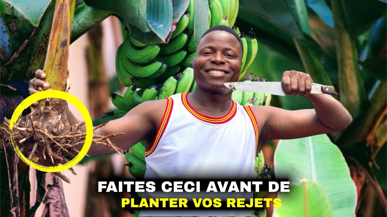 Tu n’auras aucune banane si tu n’appliques pas ce traitement à tes rejets.