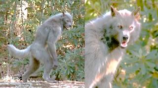 Trail Camera Captures a MASSIVE Dogman Feeding in a Smoky Mountains Ravine | Dogman Encounter Story