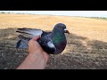 Нашел голубя на трассе / found a pigeon on the road