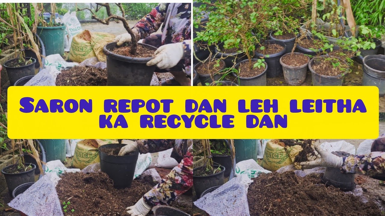 Saron pot lei tih that(RECYCLE)) dan,saron par tha tur hian repot kher hi angai em?? saron ka repot🎉