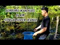 Ikan hias cantik dari pedalaman sungai Kalimantan