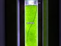 🧪 Growth Phases of Scenedesmus Under pH Stress #world Research Awards
