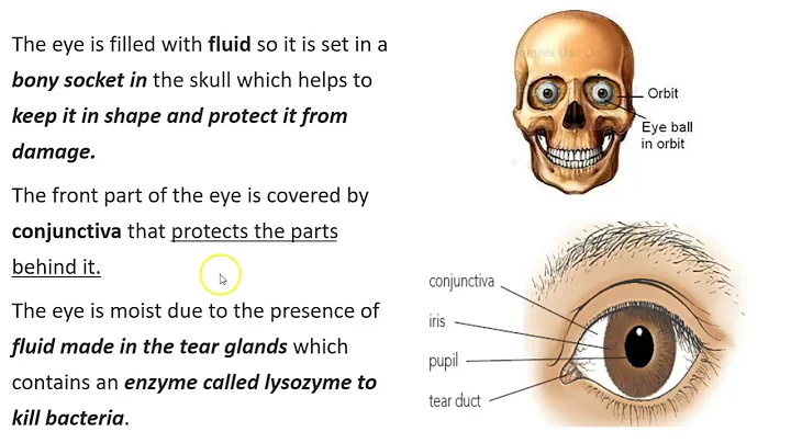 14.2 Sense organs