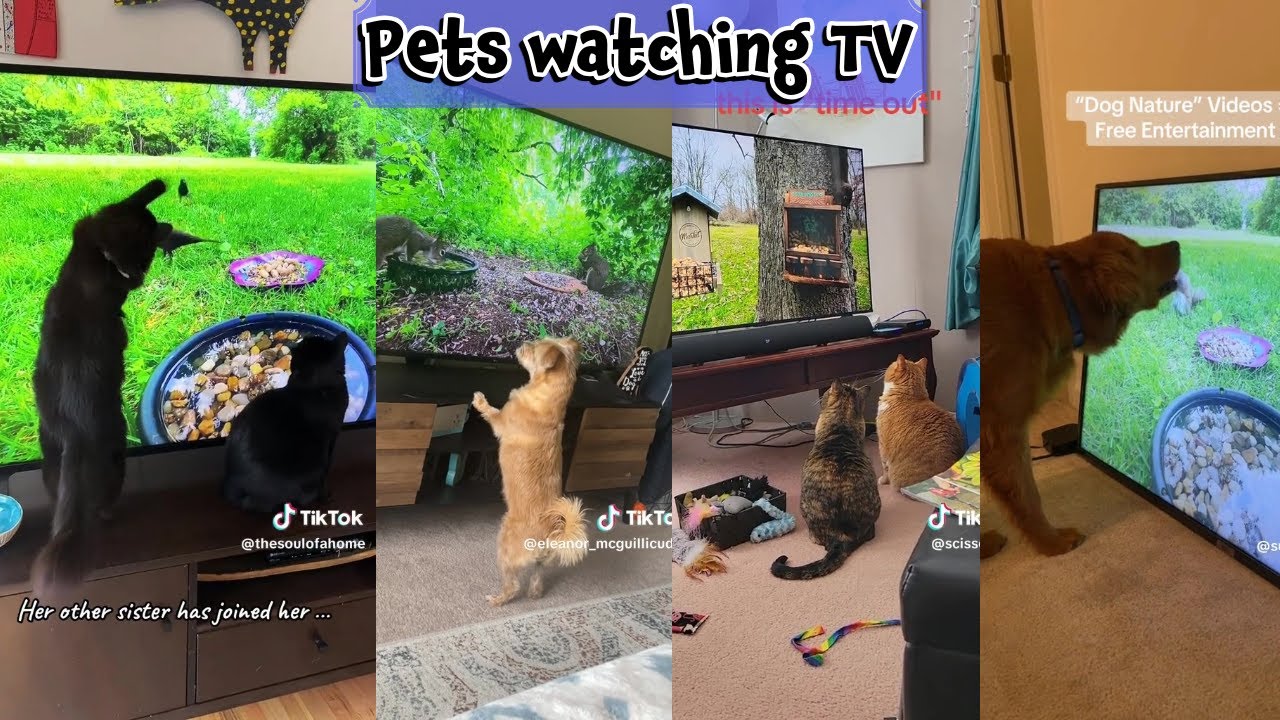 Dogs & Cats watching TV [Compilation] 🐾🐾Four Paws TV's Biggest Fans | TV for Pets 🐶😺📺