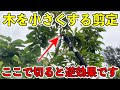 【高さを下げる剪定】ここで切ると逆効果です．アボカドの木を使って解説します．