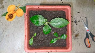 الجزء الثاني من زراعة الاسكدنيا ,المزاح | Grow Loquats from seed Part 2
