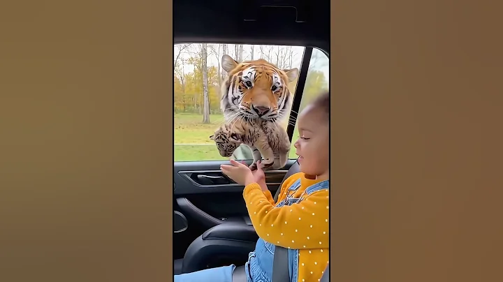 Unbelievable Moment! Tiger Mom Introduces Baby Cub to Little Girl 🐅🥺#tiger #shorts #girl #tiktok