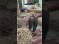 The MANDRILL at Paignton ZOO, Devon, England - August 2022 #mandrill #zoo #animals