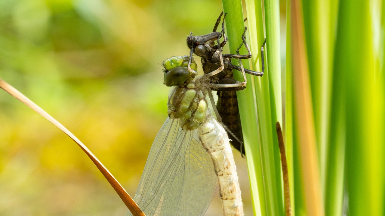 Libellenlarven im Gartenteich