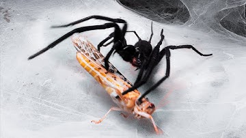 Feeding some Funnel & Curtain Web Spiders 6 | Macrothele, Harmonicon & Linothele
