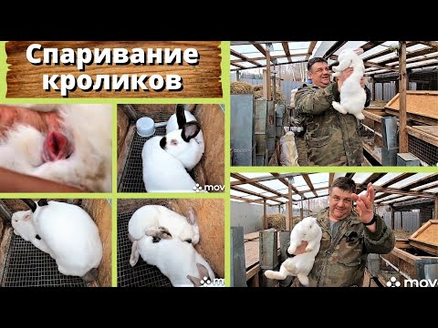 Спаривание кроликов, как понять, что крольчихи в охоте?