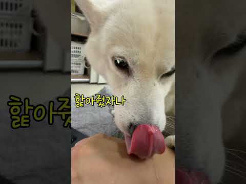 진짜 사람같이 삐치는 시바견 <strong>여우</strong> ㅋㅋㅋ #shorts
