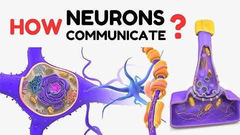 Hoe communiceren neuronen?