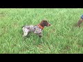 5 Month Old German Shorthair introduced to Quail