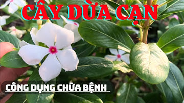 Công Dụng (Cây Dừa Cạn ) | Vườn Thuốc Nam Quý