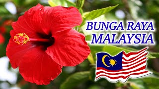 Apakah bunga kebangsaan malaysia