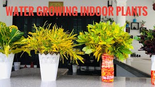 Indoor Aquatic/Water Growing Plants | വെള്ളത്തിൽ വളർത്താവുന്ന ചെടികൾ